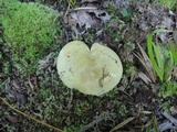 Russula variata image