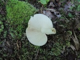 Russula variata image
