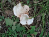 Entoloma albidum image