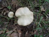 Entoloma albidum image