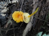 Gliophorus minutulus image