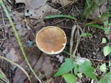 Gyroporus castaneus image