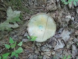 Lactarius chelidonium image