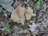 Lactarius chelidonium image