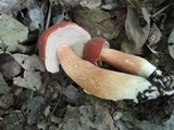 Xanthoconium purpureum image
