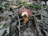 Xanthoconium purpureum image