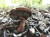 Butyriboletus frostii image
