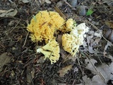 Ramaria flavescens image