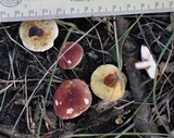 Gyroporus purpurinus image