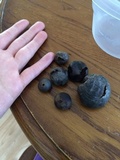 Bovista plumbea image