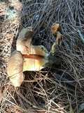 Tylopilus balloui image