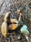 Gyroporus ballouii image