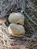 Tylopilus balloui image