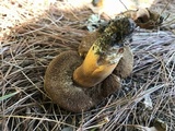 Gyroporus ballouii image
