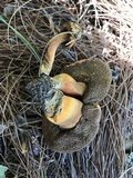 Gyroporus ballouii image