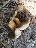 Tylopilus balloui image