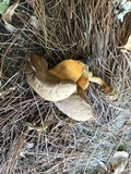 Gyroporus ballouii image
