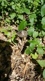 Coprinopsis picacea image