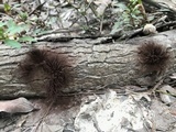 Stemonitis splendens image