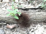Stemonitis splendens image