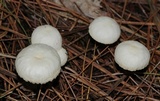 Marasmius delectans image