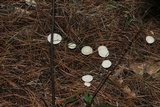 Marasmius delectans image