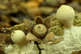 Geastrum subiculosum image