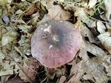 Russula variata image