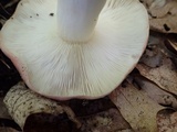 Russula variata image