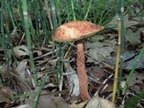 Aureoboletus russellii image