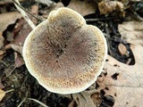 Hydnellum cristatum image