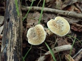 Hydnellum cristatum image