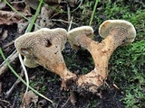 Hydnellum cristatum image