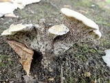 Hydnellum cristatum image