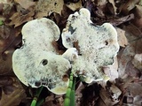 Hydnellum cristatum image