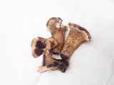 Hydnellum cristatum image