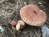 Suillus spraguei image