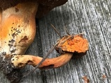 Tylopilus balloui image