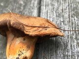 Gyroporus ballouii image