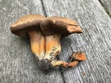 Tylopilus balloui image