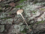 Gymnopus dichrous image