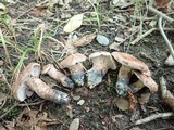 Sarcodon fennicus image