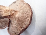 Sarcodon fennicus image