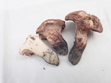 Sarcodon fennicus image
