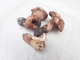 Sarcodon fennicus image