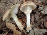 Echinoderma asperum image