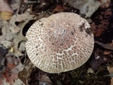 Echinoderma asperum image