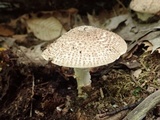 Echinoderma asperum image