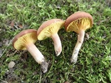 Phylloporus leucomycelinus image