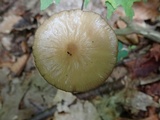 Oudemansiella furfuracea image